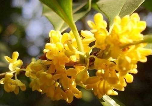 养花就养有名的花,清可绝尘,浓能远溢,堪称一绝,养在家中极美