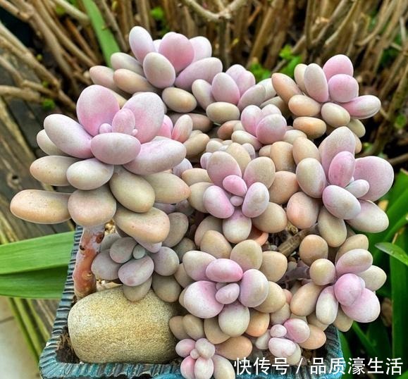 一棵桃蛋能否逆袭，往往看花友否无把握好这6点！