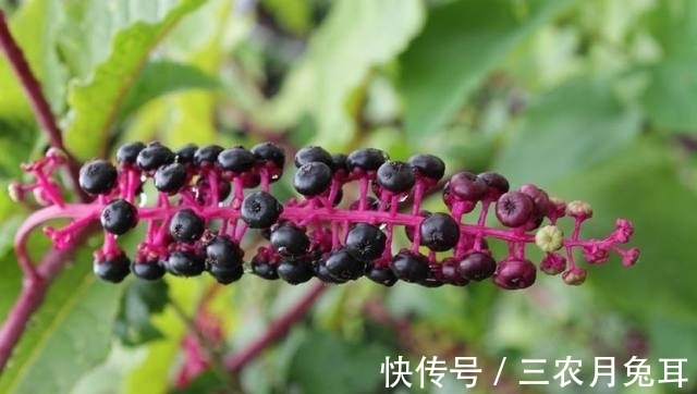 农民朋友|农村一种外来“野草”，它的根酷似人参，城里人想买都难买到