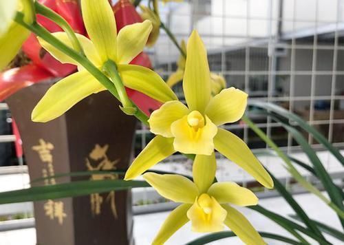 翡翠|比翡翠还绿的兰花,花色多变,香味持久,种植容易,是养兰人首选