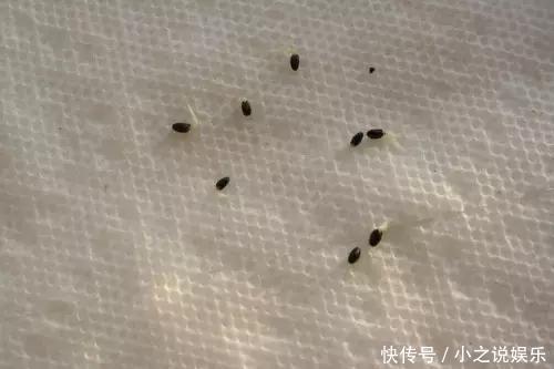 吃完这4种水果,我把籽扔花盆里,秒变小森林!