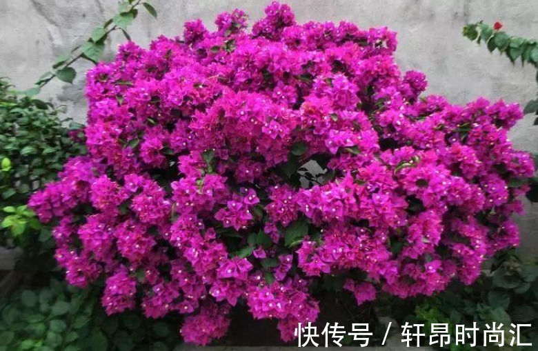 根系|7种花如果不生长，米醋每月浇一“壶”，恢复生长，叶子绿油油