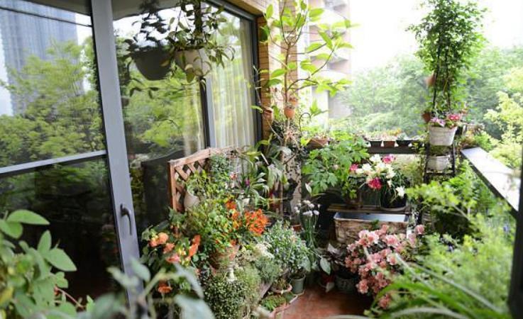 冬季供暖室内“干燥”,有3种“加湿”技巧,让花叶子一直绿油油