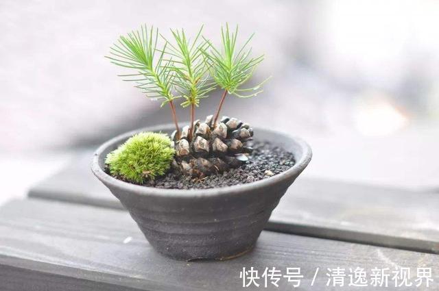 山上捡个“松果”养盆里，没几天就发芽，放在书房意境足！