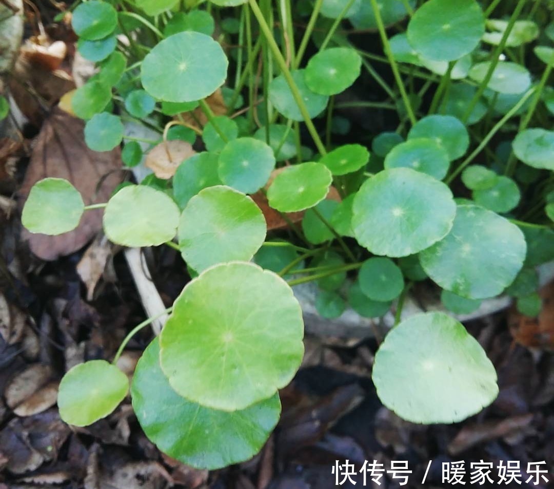 种花|这“3种花”,全都是“酒鬼”,每天喝一点,想不绿叶都难