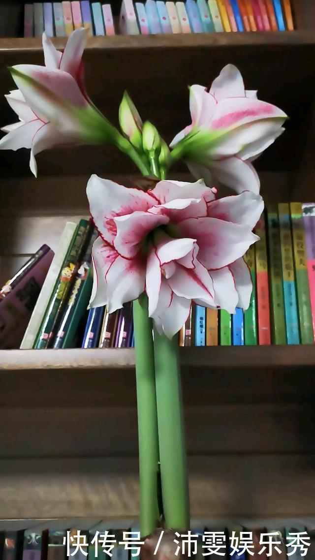 5种花越养越上瘾,只要养好一盆,就会特别喜欢