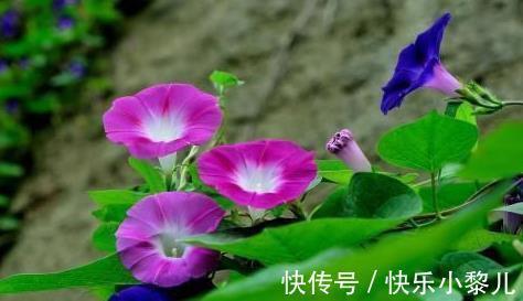 生肖羊|生肖羊:2022年财势好,事业收入节节高升,日子财源滚滚来