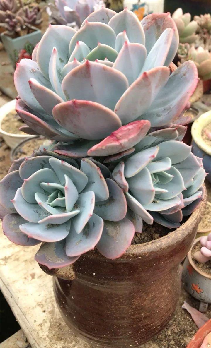 红边|姐姐养了9年的多肉,没有买肥就用它,个个长成精!