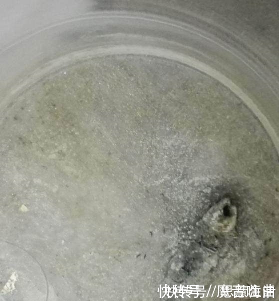 回宿舍一看两个月没换水的鱼这样了,鱼:你随意我先干了