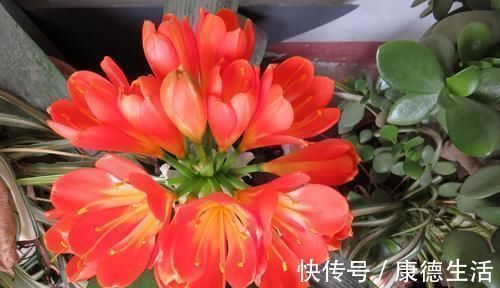 君子兰总黄叶教你这样养,叶子挺拔如折扇,又肥又绿