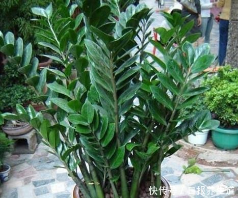 家中养金钱树，肥料不用买，土表埋上一把豆，比啥肥料都好用！