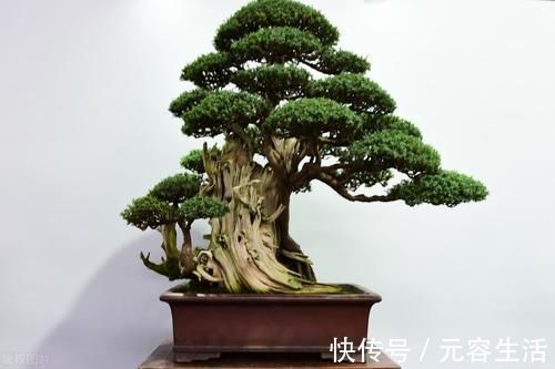 松柏类|制作盆景时,很少的盆土能满足树木的生长吗?盆土越少,盆景的养护难度越大