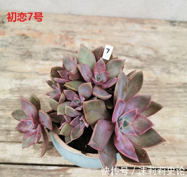 多肉植物好养活的几个品种，菲欧娜这个季节还能有粉紫色很美