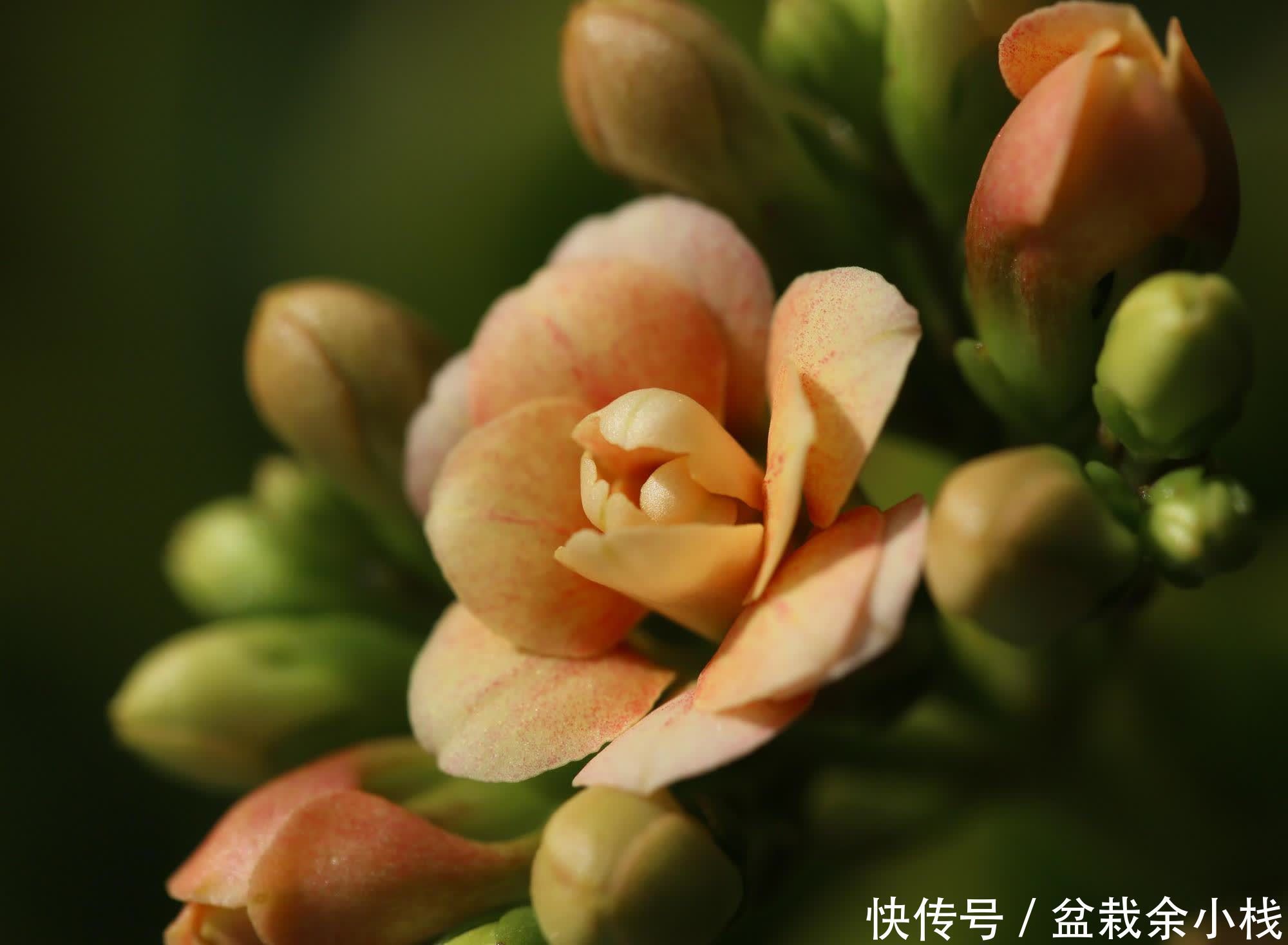 长寿花一直消苞,2个原因造成的,遇到了这样处理就好了