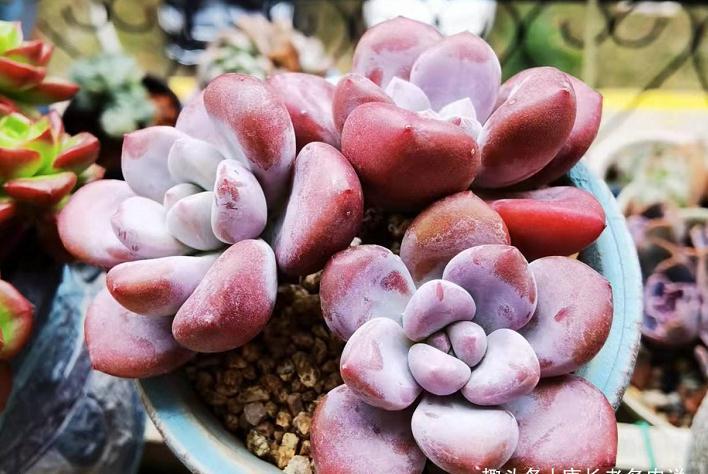 冬天南方多肉尽量露养,非得收进室内,要做到3个“必须”跟控水