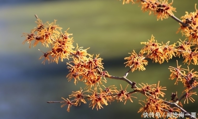 好运|未来半个月喜事一波接一波，横财好运找上门的4大生肖