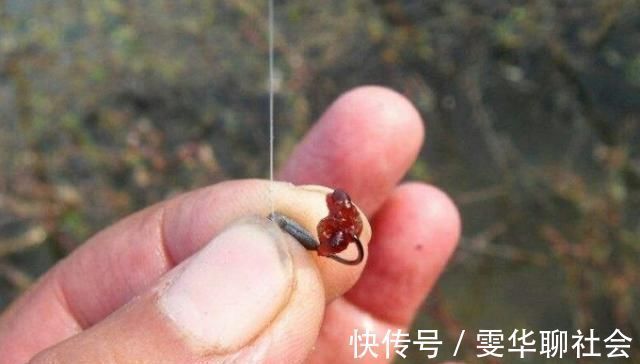 渔具店碰到这饵我从不放过,好用还便宜,简单加工后,板鲫特爱吃
