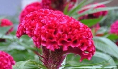 3种花养家里,开花又大又艳,比牡丹美,比绿萝好养!