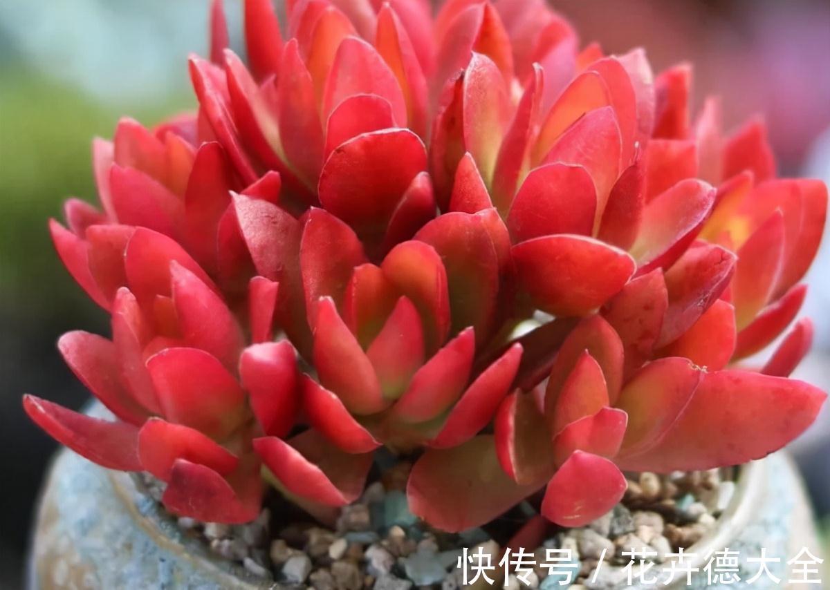 降温养多肉？一点不用怕，越冷越美出状态，长得还快