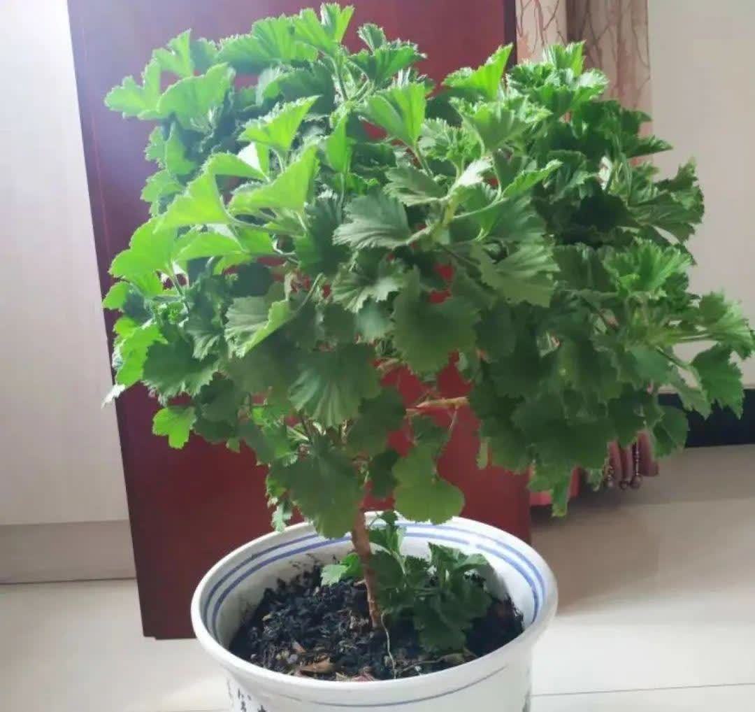 蝴蝶兰开花不是一次性,花后剪一剪,还能继续开花