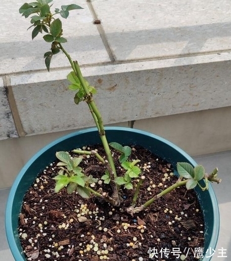 月季光杆后如何才能快速恢复生长,分清情况是关键