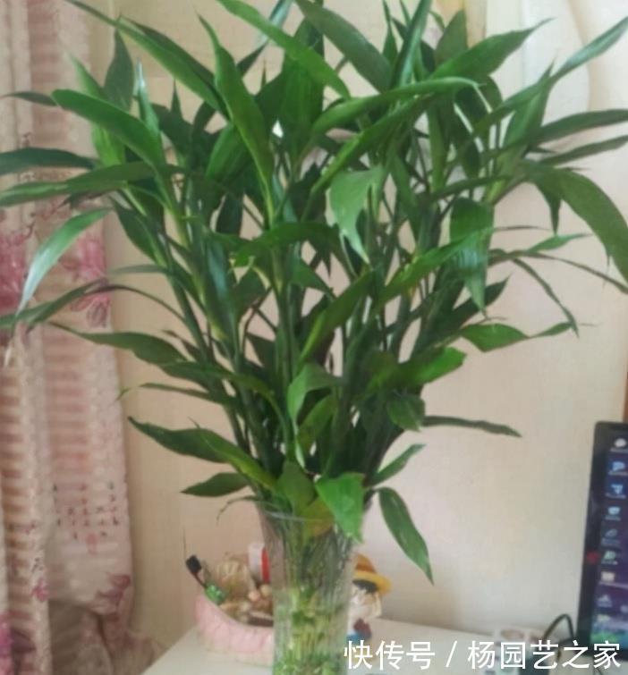 客厅|6种“吉利花”,养在客厅最适合,好看又大气,不见光照也能开爆