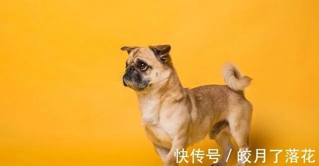 巴哥犬过生日，做到这几点，别人家的狗狗都羡慕！