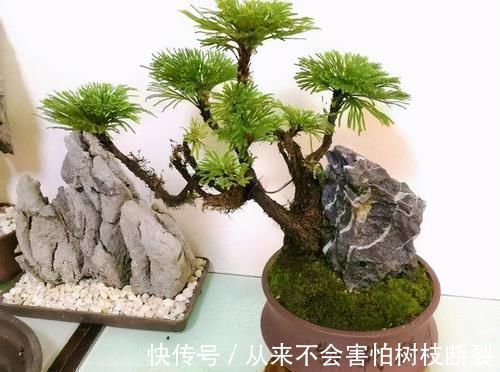 上山见到这一植物,不要轻易采挖,保护住它!