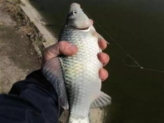 冬钓大鲫不要随便打窝,应该这样打,才是爆护!