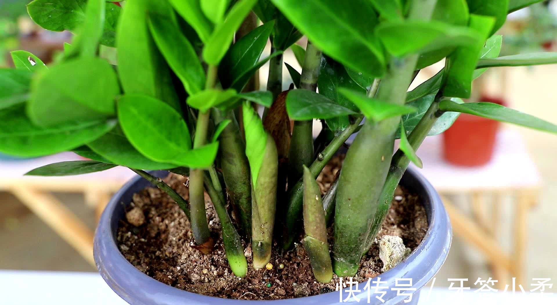 吉祥|7种寓意“旺财”的花,适合养在家里,看着就有好兆头