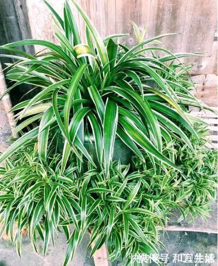 巴西|家里养这几款植物,娇小不占地,财源滚滚来,懂花的人都在养