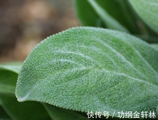 世界上最有趣的植物排名，面包树营养丰富，生石花圆润好看