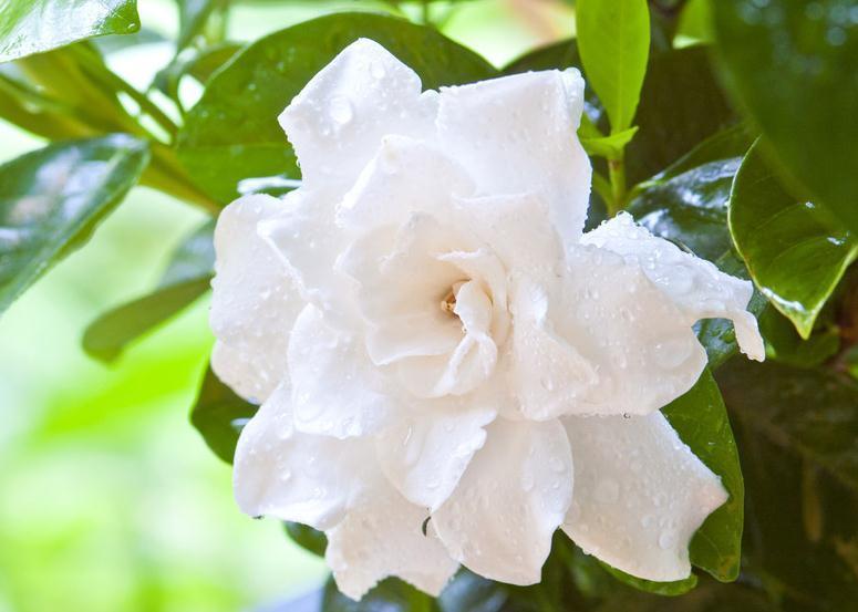 养殖茉莉盆栽,最怕这3点,一不小心就枯萎,现在学习来得及