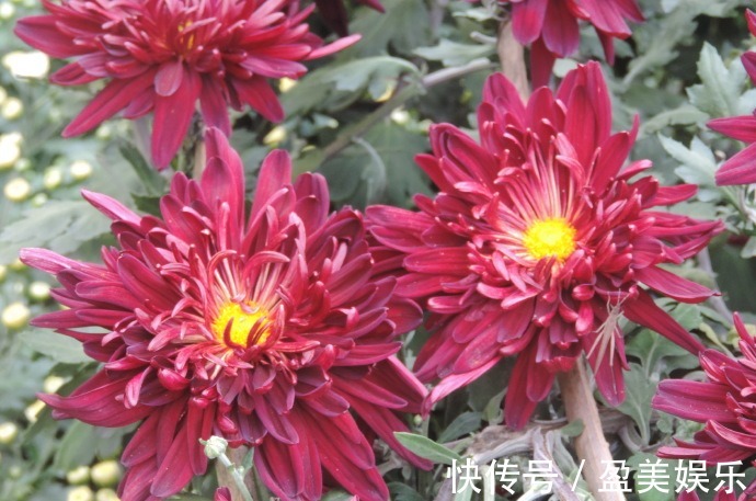 喜欢菊花,不如养盆“五大名菊之四”墨荷,花色如墨,端庄稳重!