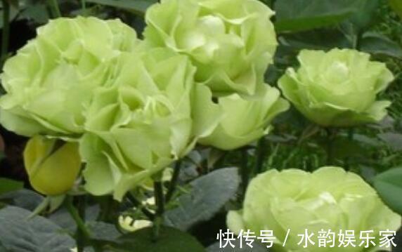 夏季|夏季养花不妨选“它”花语永不老去的爱情,开花颜色特殊