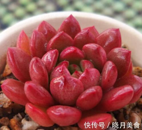 烂根|喜欢红彤彤的多肉?定要养株红宝石,颜色红艳有光泽,养成小老桩
