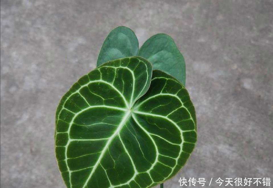 雅观|8种形状各异的花烛,每一款纹路都不相同,十分雅观,你认出几种