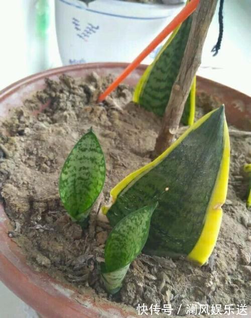 繁殖虎皮兰扦插“不地道”,“金虎纹”全消失,方法很重要