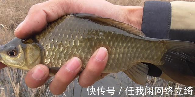 天气突然冷了,还以为钓不到鱼了,没想到比以前钓的还过瘾