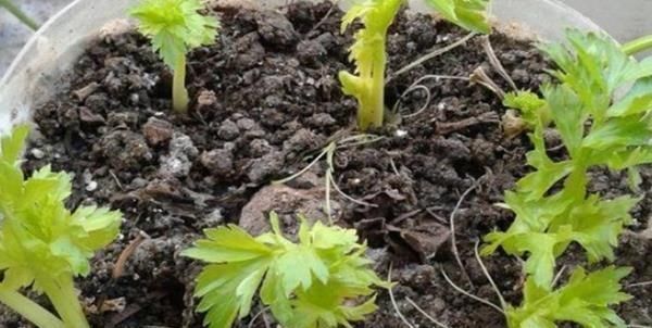 吃剩|吃剩的油桶不要扔,教你三种方式做成花盆,简直不要太漂亮