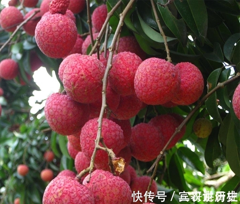 树苗|养花不如栽果树，试试种几款果树，果子大又甜