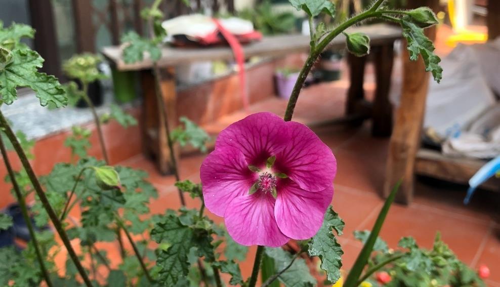 根系|99%的花是被浇死的,教你如何正确浇水,永远不再养死花