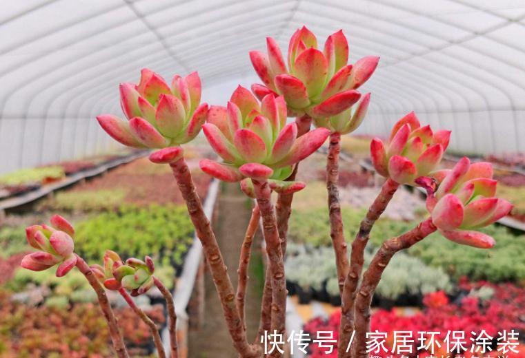 老桩|多肉红稚莲和火焰蒂亚,它们都长得快且一样的红,你养了哪一种?