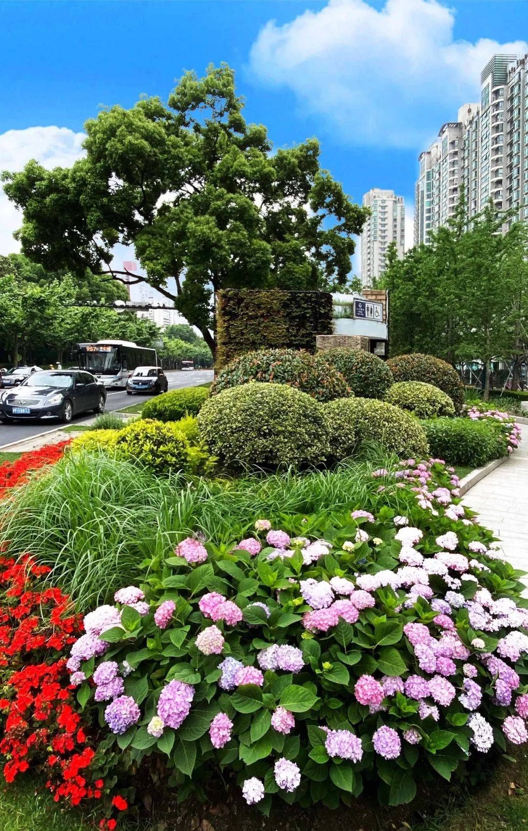 马卡龙|绣球繁花尽绽放 徐汇街头觅“清新”