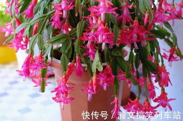 蟹爪兰别放3处养，花量打折扣，学会换位置，收获不一样