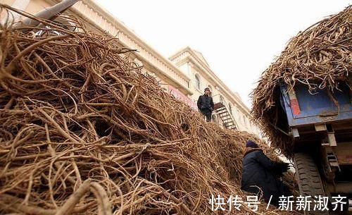 养血|它通血滞、补血虚、润血枯、抚血乱、散血寒，使气血各有所归