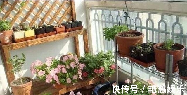 松针|此种“小东西”自带酸性，肥力大，花盆里撒一把，治虫、不黄叶！