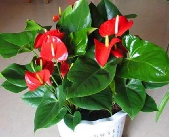 养红掌，做好“这一点”，全年疯长，叶子油绿红艳艳