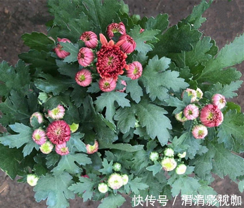 干湿|花卉中的珍品，一开就是300天，冷热干湿都不怕，沾土就爆盆