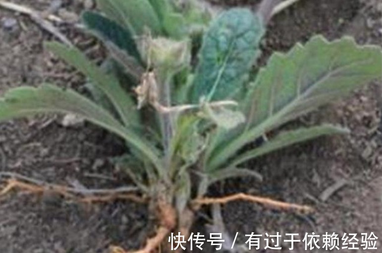 四氧嘧啶|农村这种野草,对高血压、糖尿病的功效很好,遗憾今天才知晓